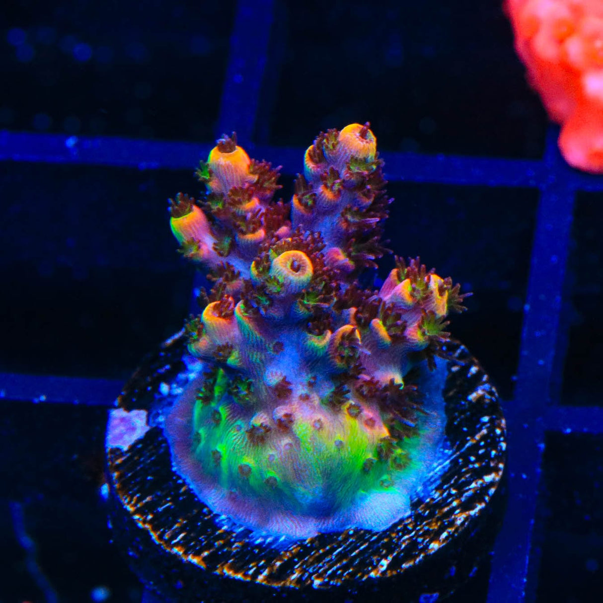 TSA Fruity Pebbles Acropora Coral
