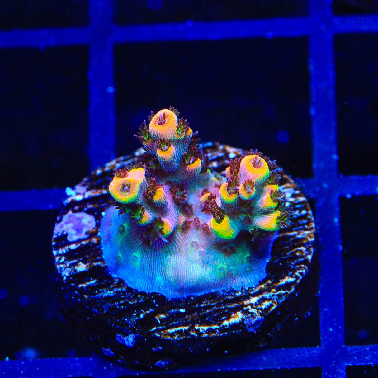 TSA Fruity Pebbles Acropora Coral