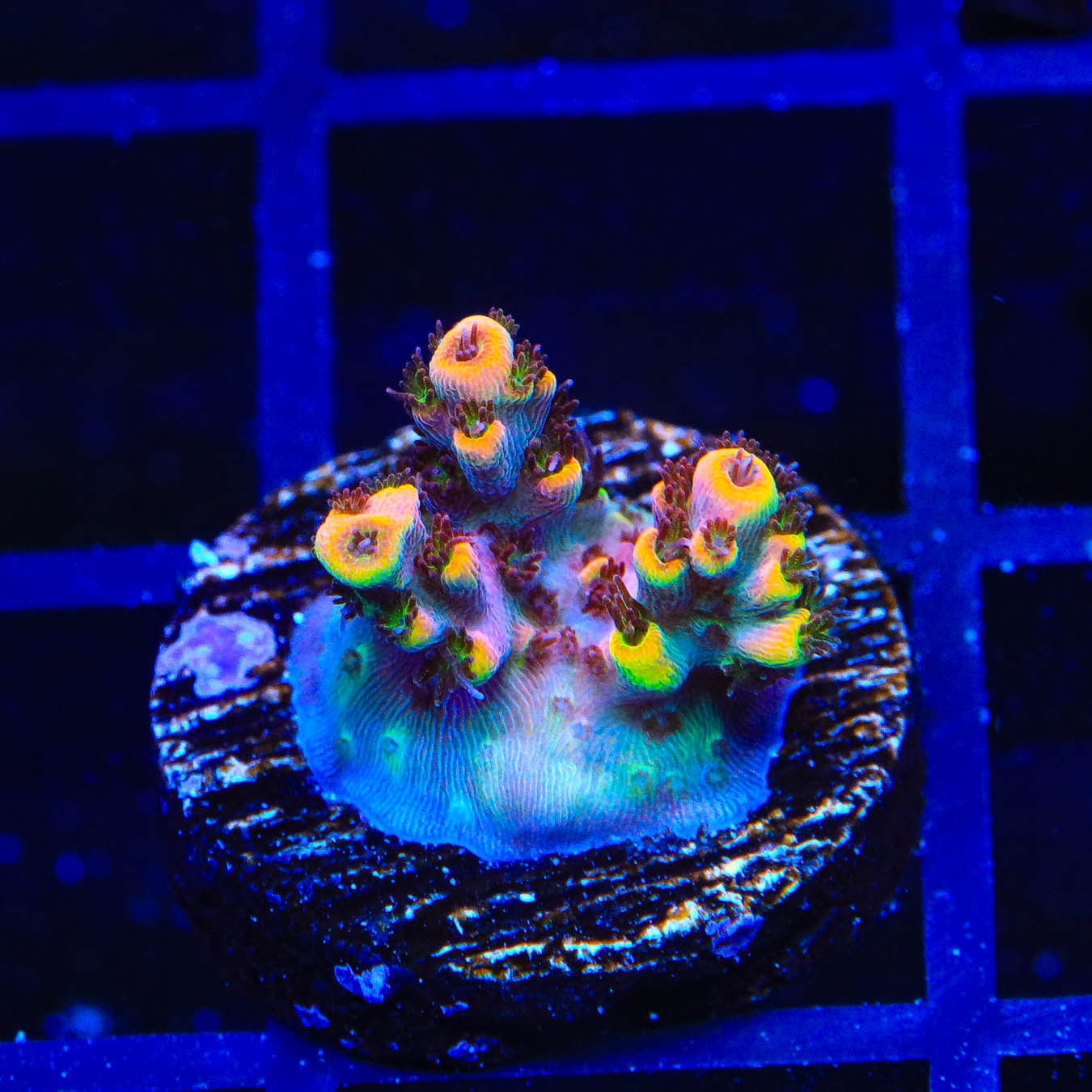 TSA Fruity Pebbles Acropora Coral