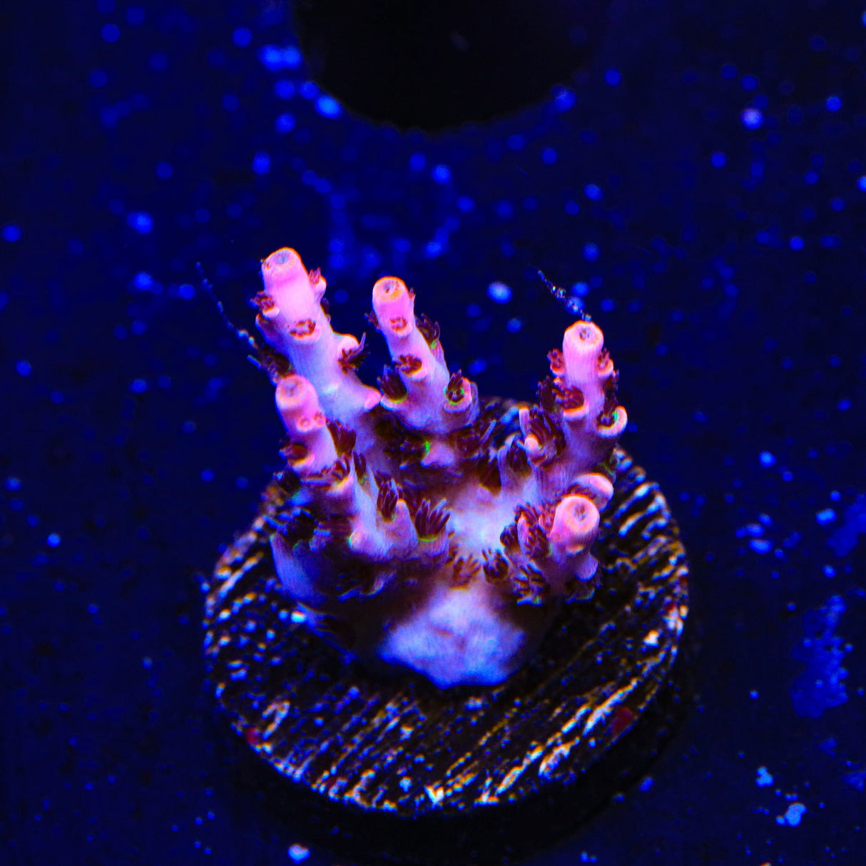 TSA Fruity Pebbles Acropora Coral