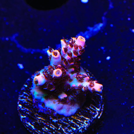 TSA Fruity Pebbles Acropora Coral