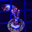 TSA Fruity Pebbles Acropora Coral