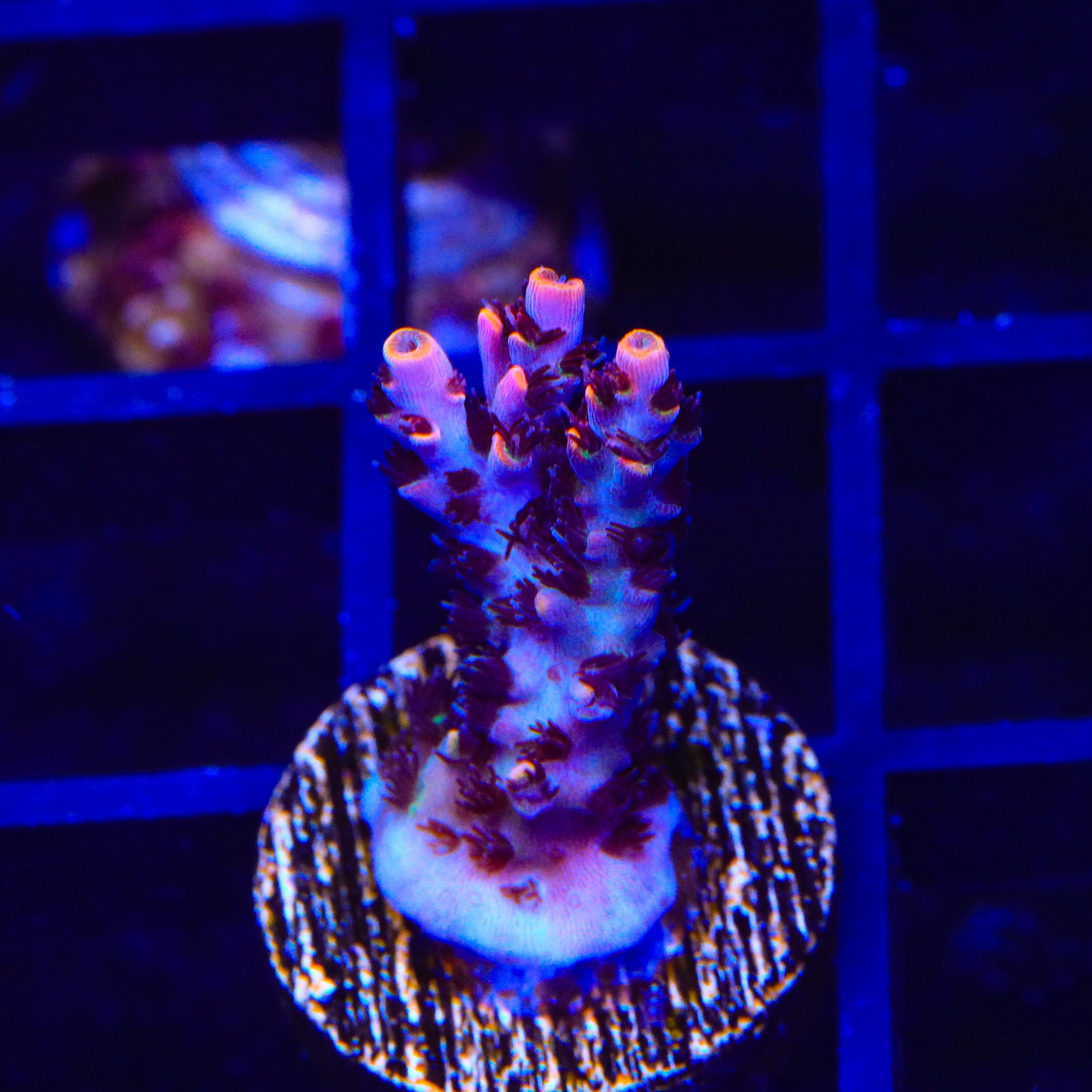TSA Fruity Pebbles Acropora Coral