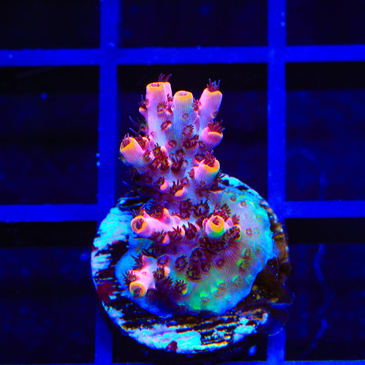TSA Fruity Pebbles Acropora Coral