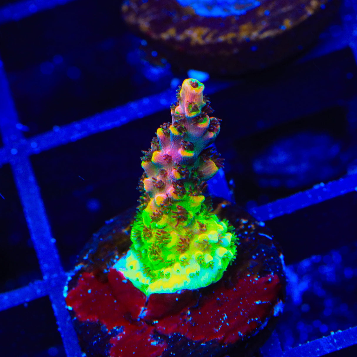 TSA Fruity Pebbles Acropora Coral