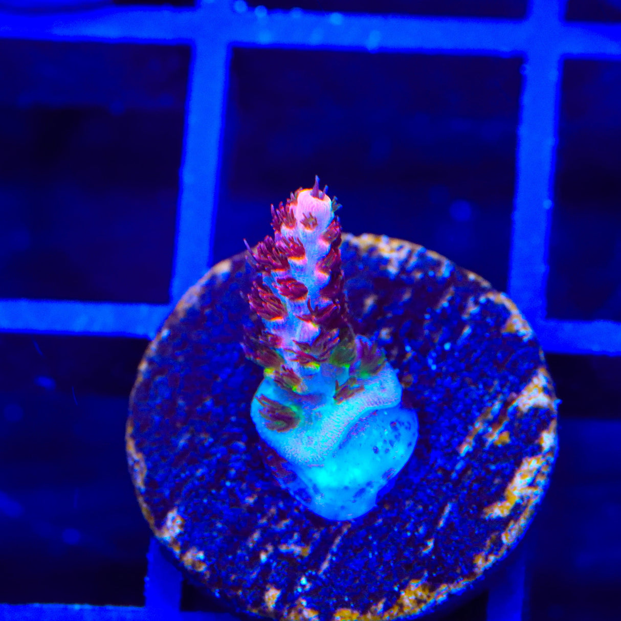 TSA Fruity Pebbles Acropora Coral