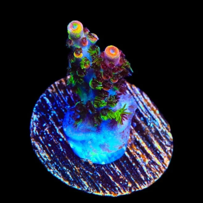 TSA Fruity Splice Acropora Coral