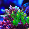 TSA Fruity Splice Acropora Coral