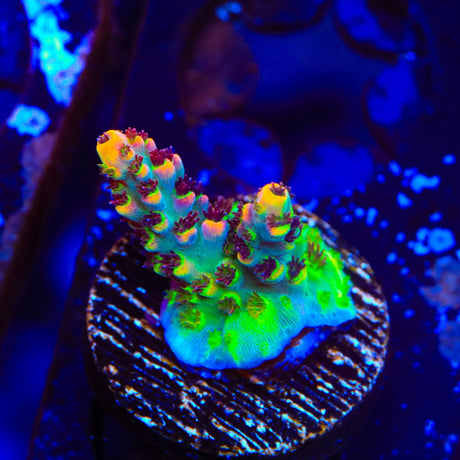 TSA Fruity Splice Acropora Coral