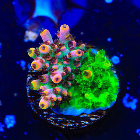 TSA Fruity Splice Acropora Coral