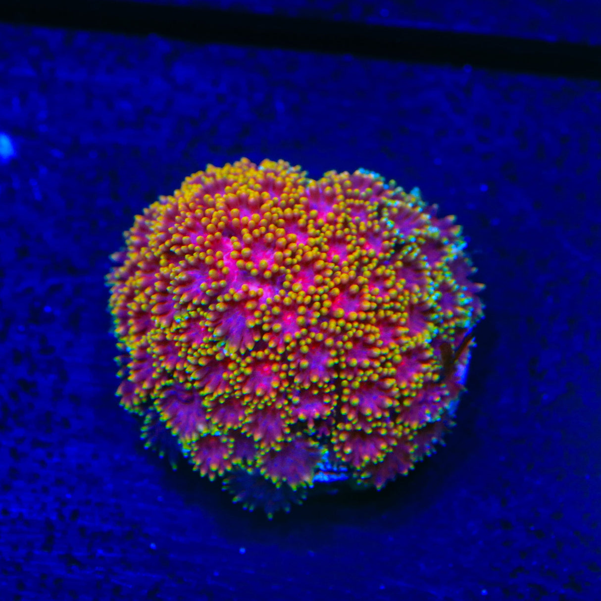 TSA Fun Dip Goniopora Coral