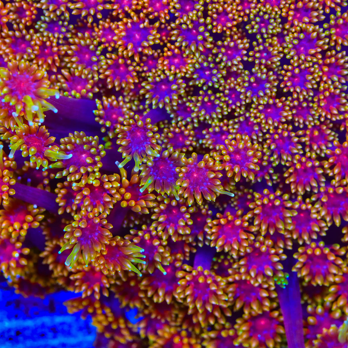 TSA Fun Dip Goniopora Coral
