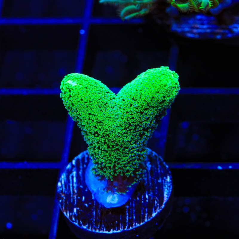 TSA Fuzzy Birdsnest Coral