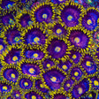 TSA Galactic Burst Zoanthids Coral