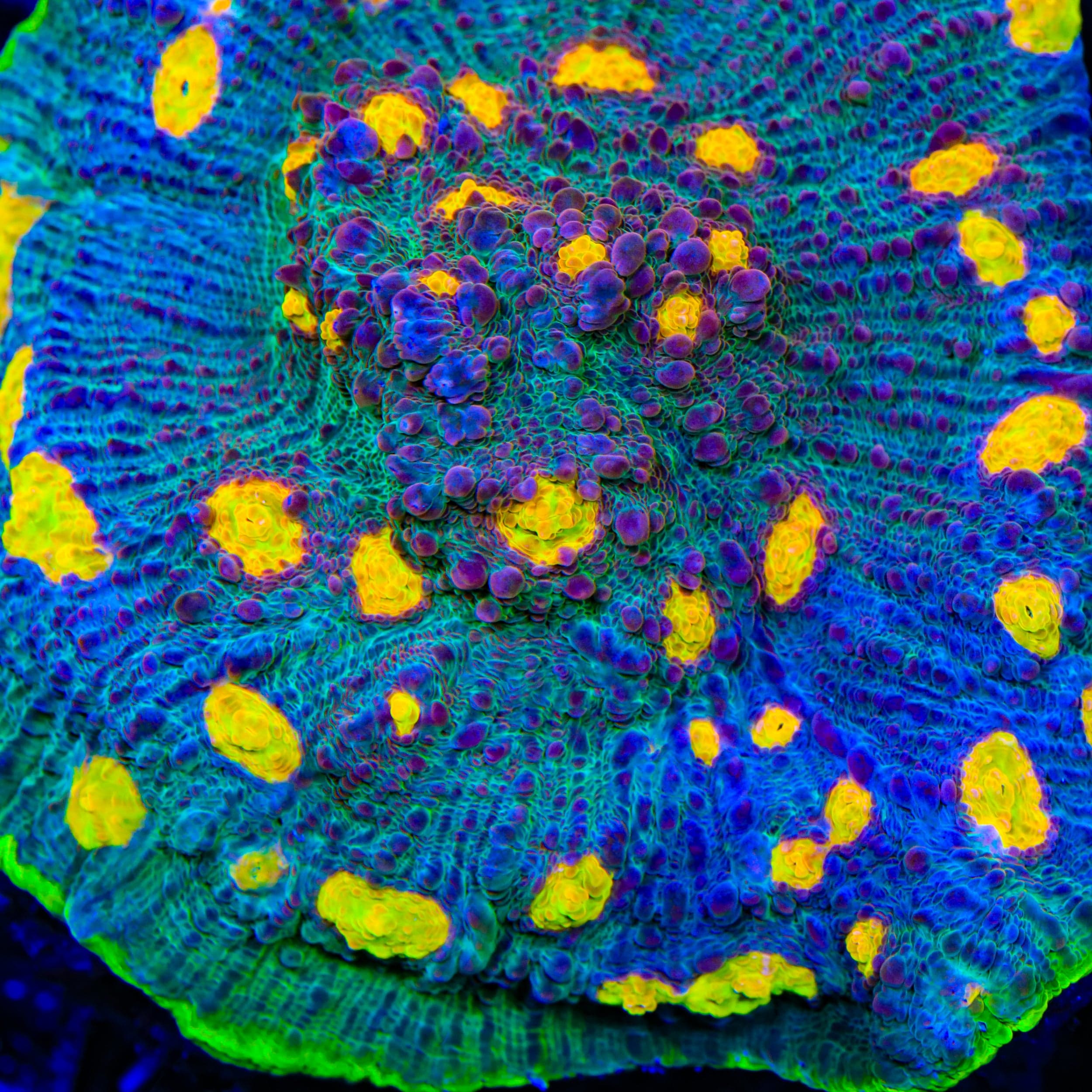 TSA Galaxy Quest Chalice Coral