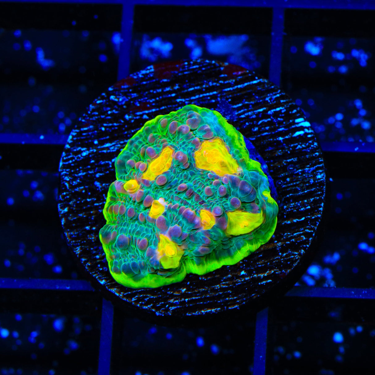 TSA Galaxy Quest Chalice Coral