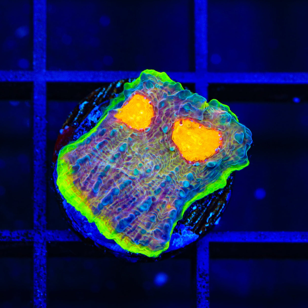 TSA Galaxy Quest Chalice Coral