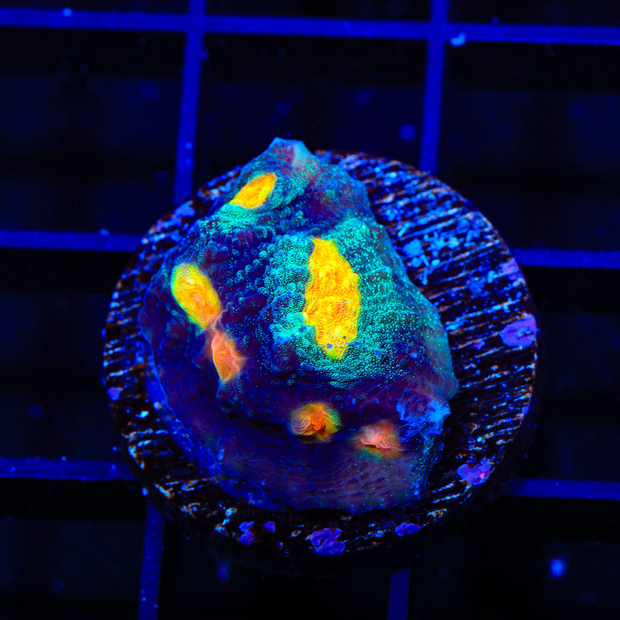 TSA Genie Chalice Coral