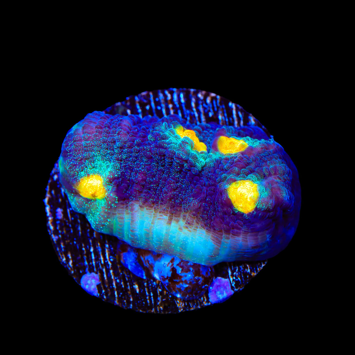 TSA Genie Chalice Coral