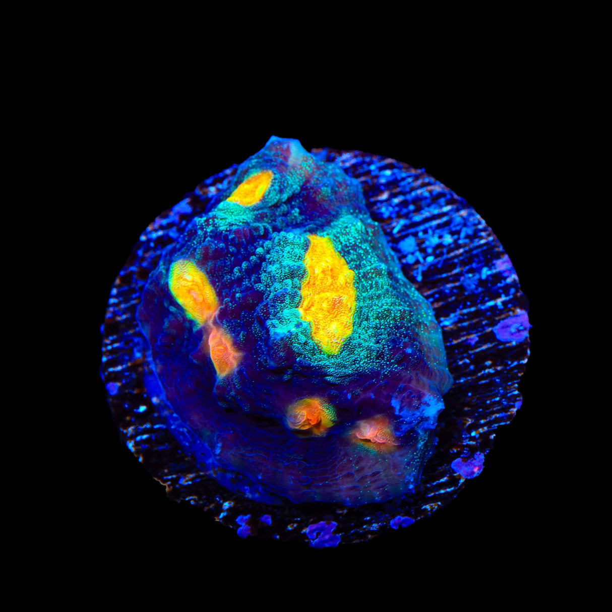 TSA Genie Chalice Coral