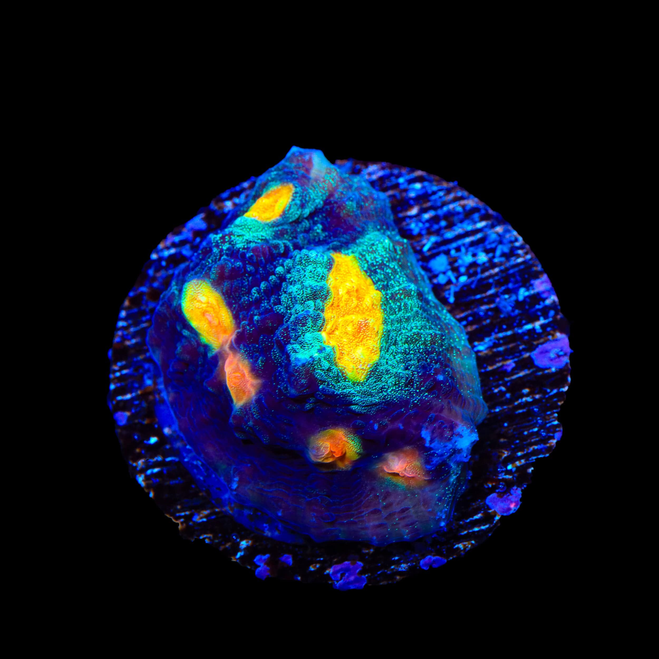 TSA Genie Chalice Coral