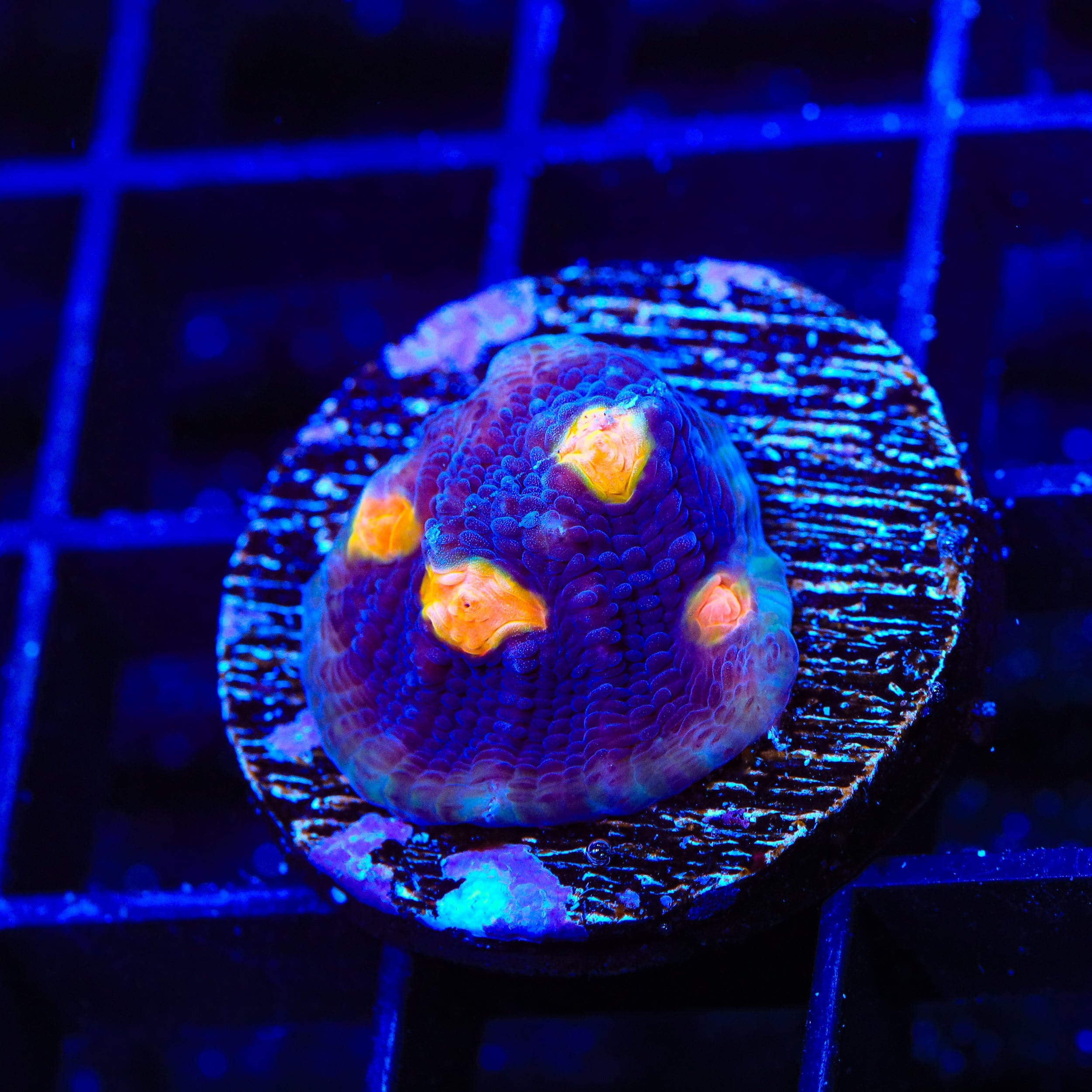 TSA Genie Chalice Coral