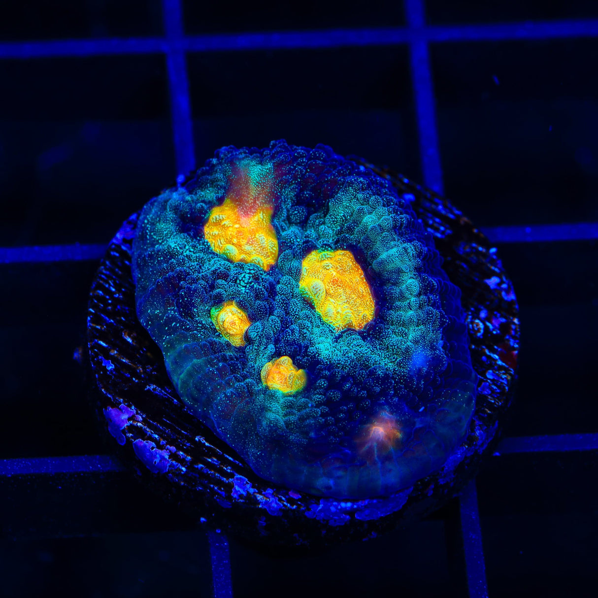 TSA Genie Chalice Coral