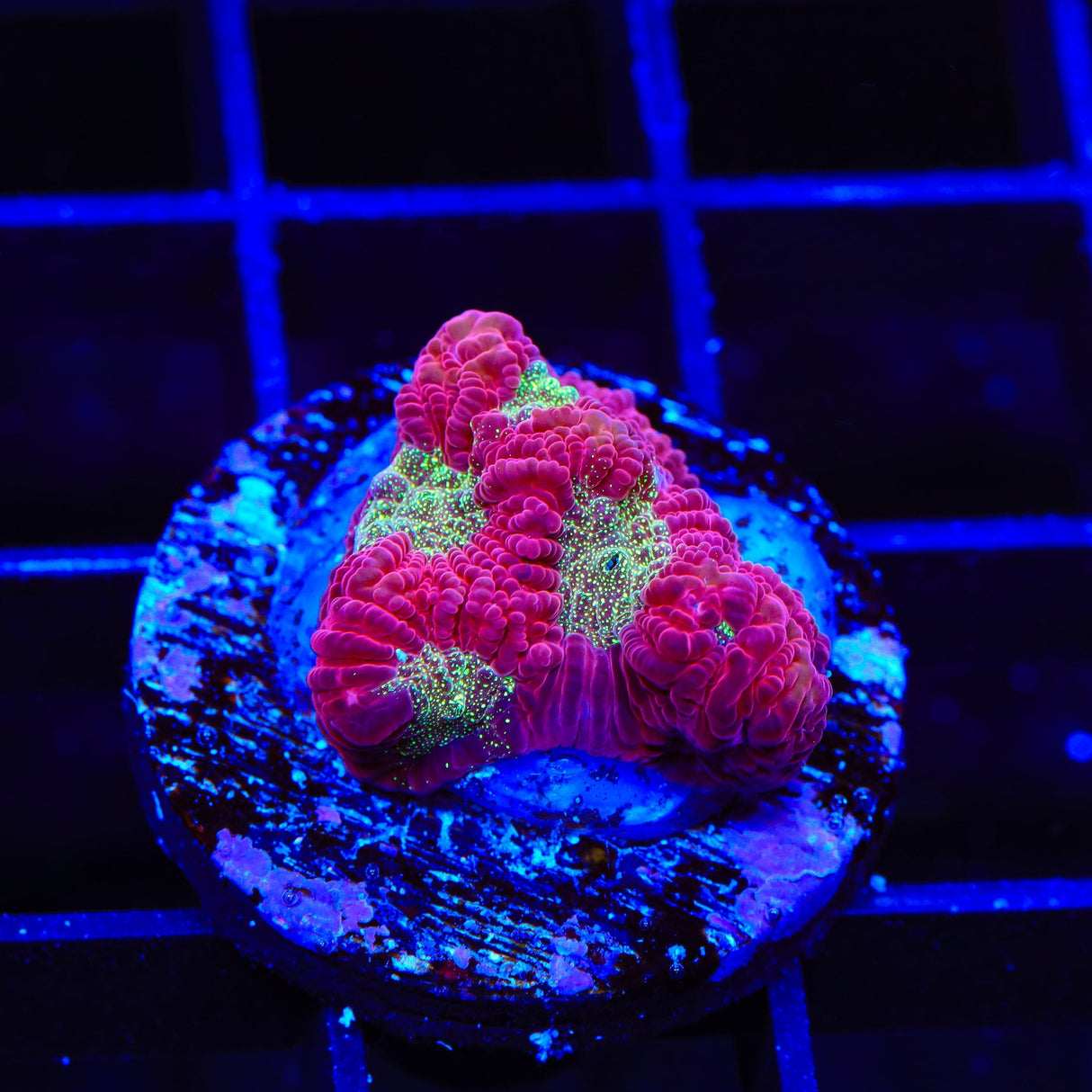 TSA Glitter Puddle Favia Coral