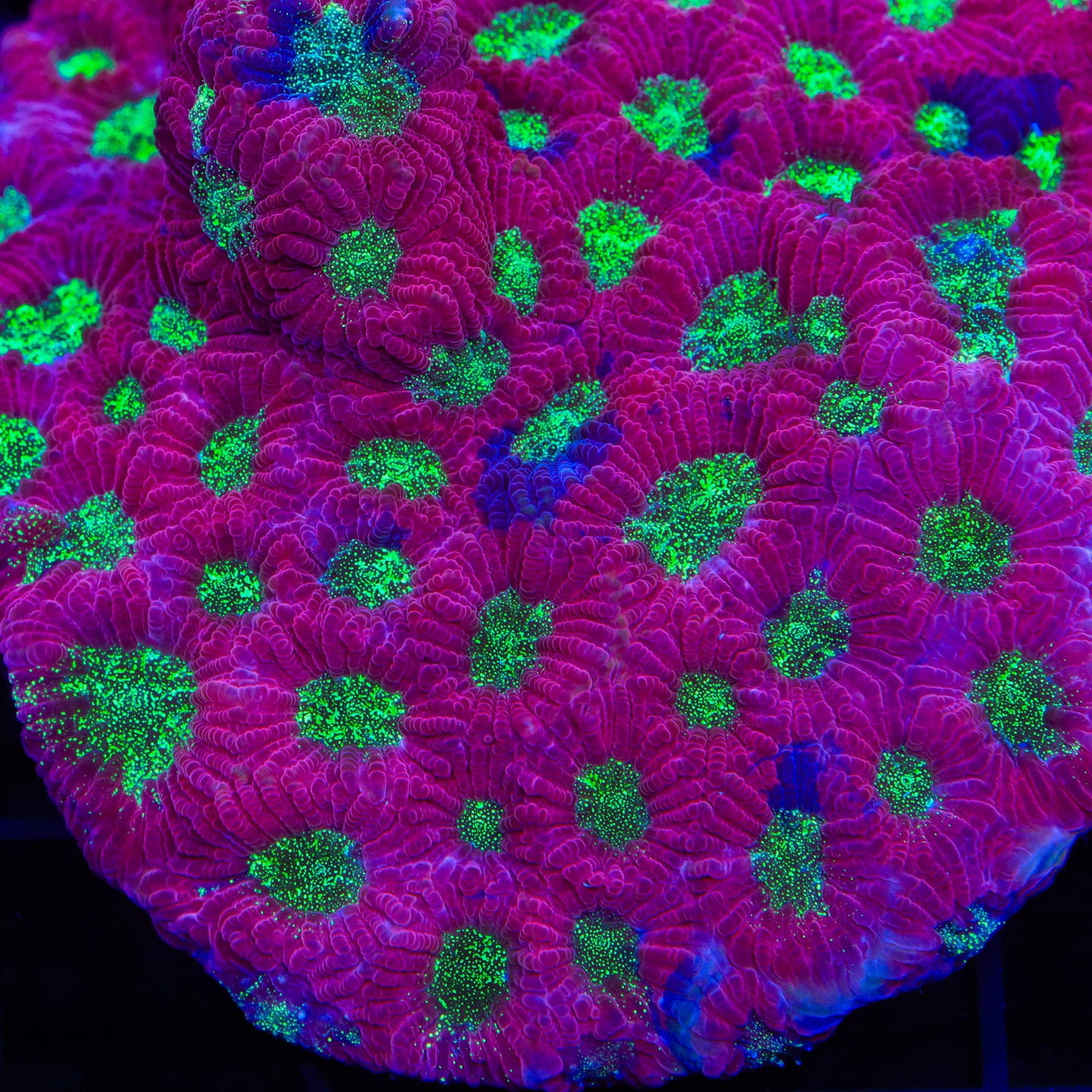 TSA Glitter Puddle Favia Coral