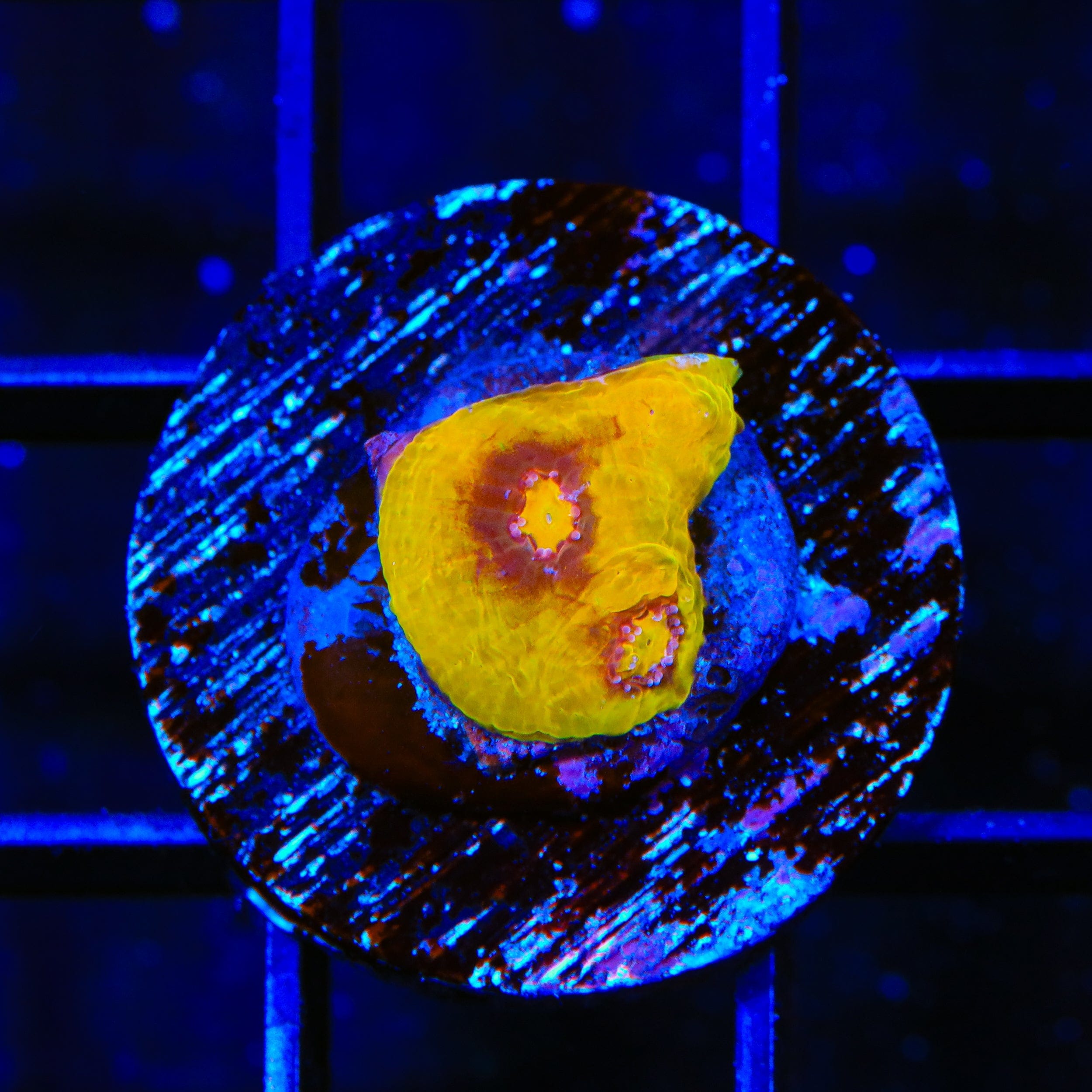 TSA Gold Mine Chalice Coral