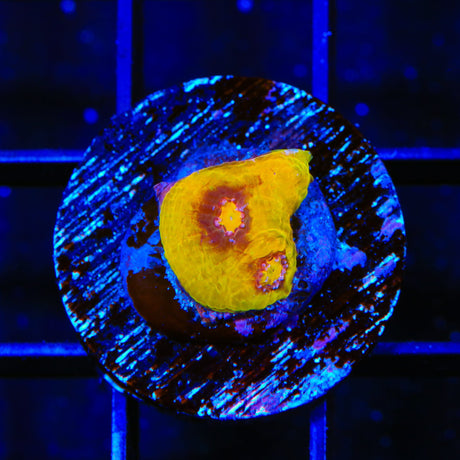 TSA Gold Mine Chalice Coral