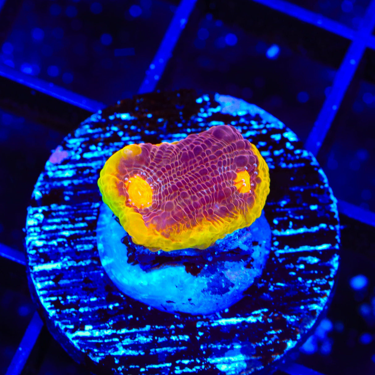 TSA Gold Mine Chalice Coral