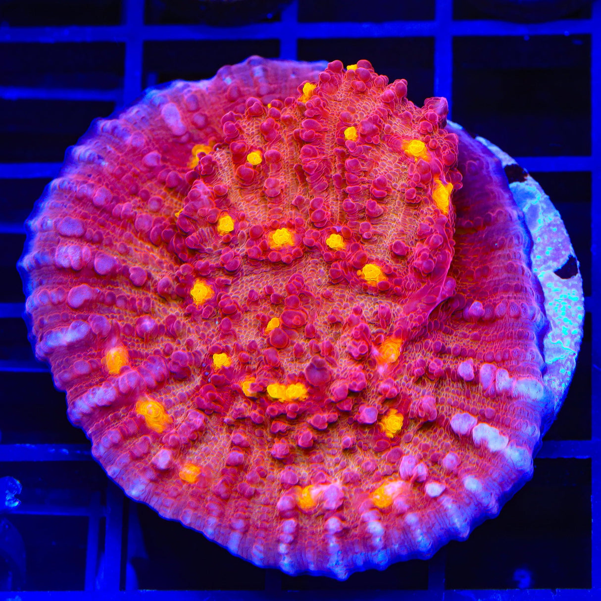 TSA Golden Eye Chalice XL Frag Coral