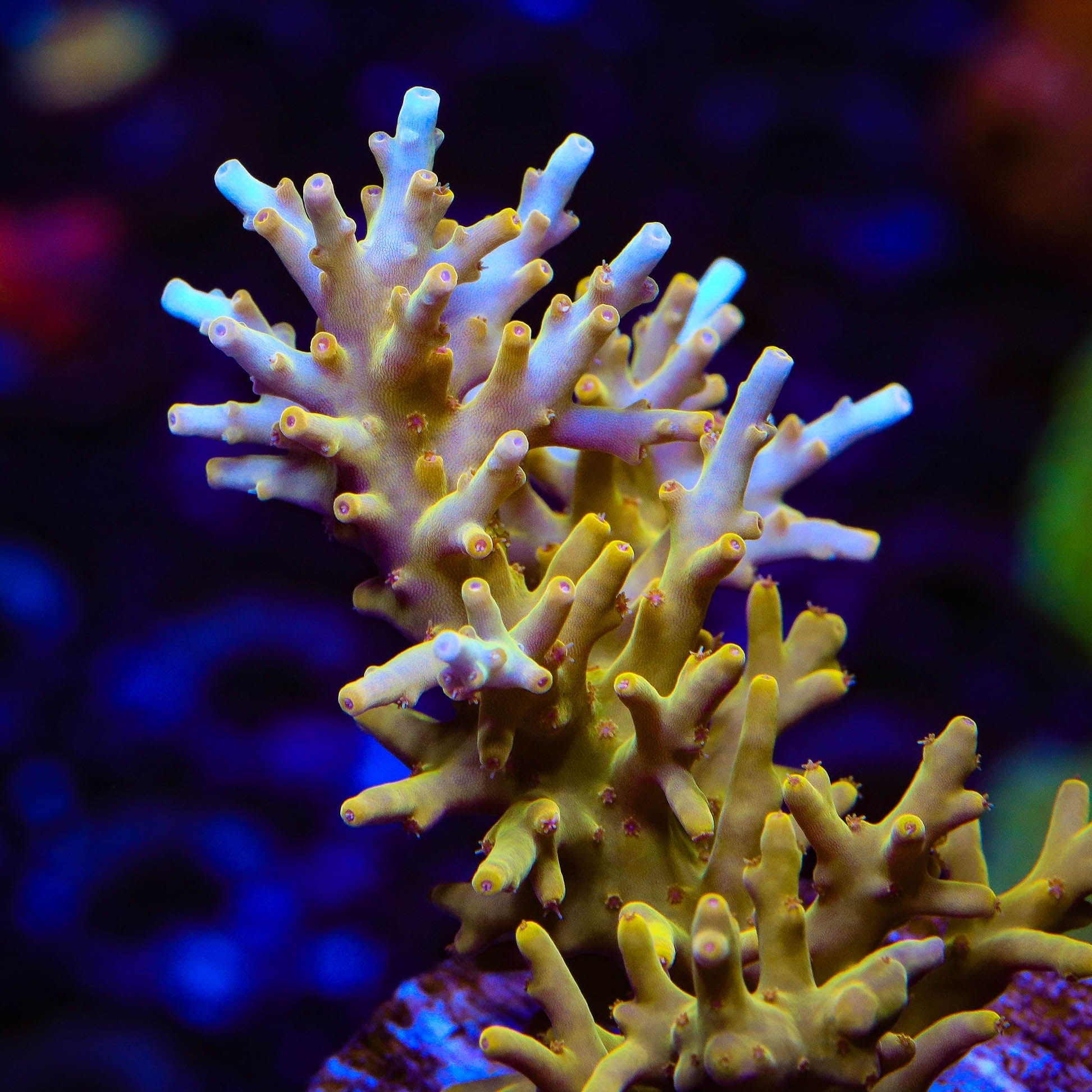 TSA Golden Honeycomb Acropora Coral – Top Shelf Aquatics