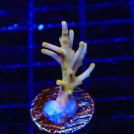 TSA Golden Honeycomb Acropora Coral