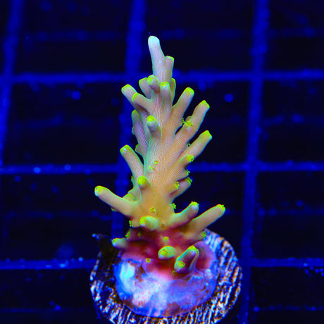 TSA Golden Honeycomb Acropora Coral