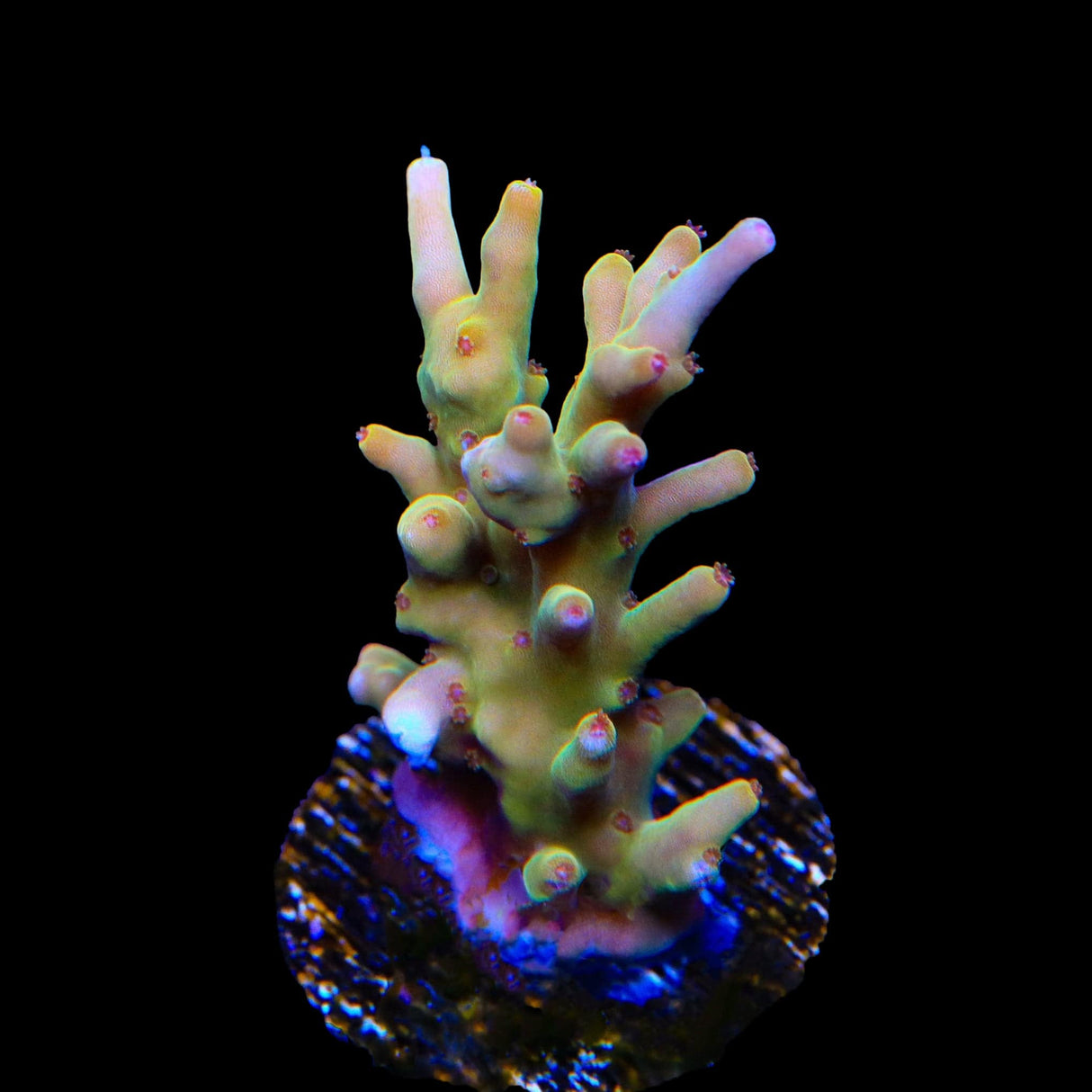 TSA Golden Honeycomb Acropora Coral