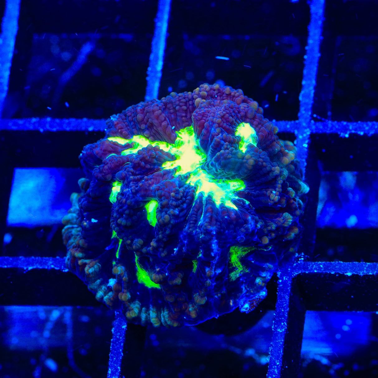 TSA Golden Maze Platygyra Coral