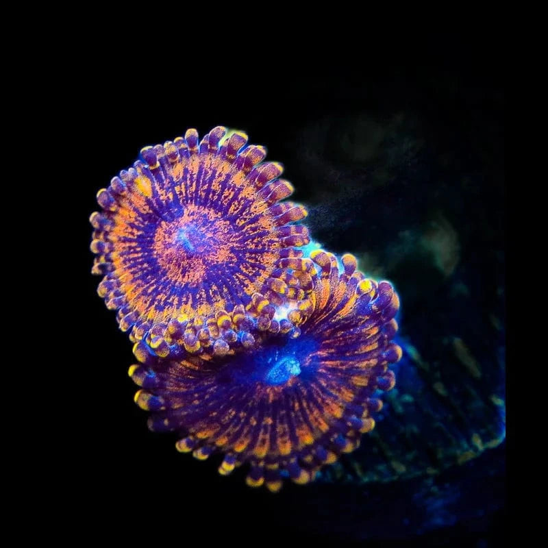 TSA Golden Temple Zoanthids Coral