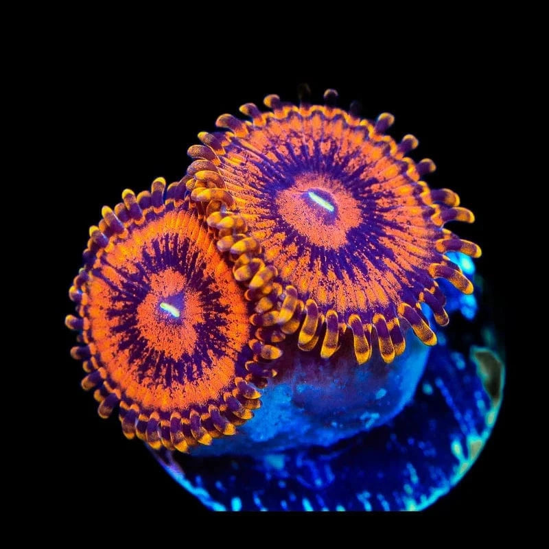 TSA Golden Temple Zoanthids Coral