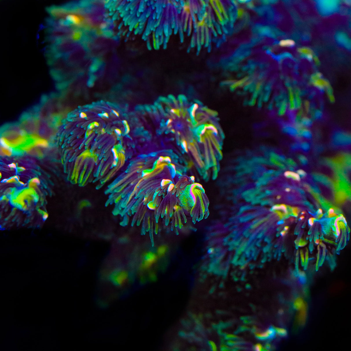 TSA Goldilocks Gumdrop Acropora Coral