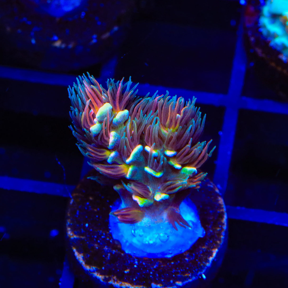 TSA Goldilocks Gumdrop Acropora Coral