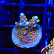 TSA Goliath Acropora Coral