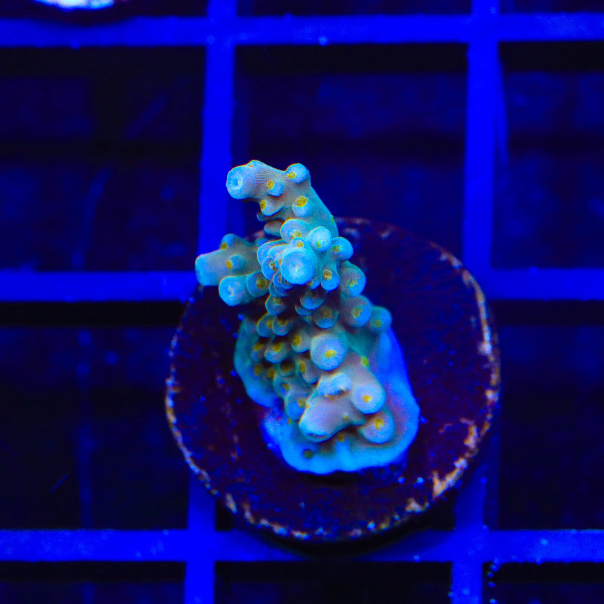 TSA Goliath Acropora Coral
