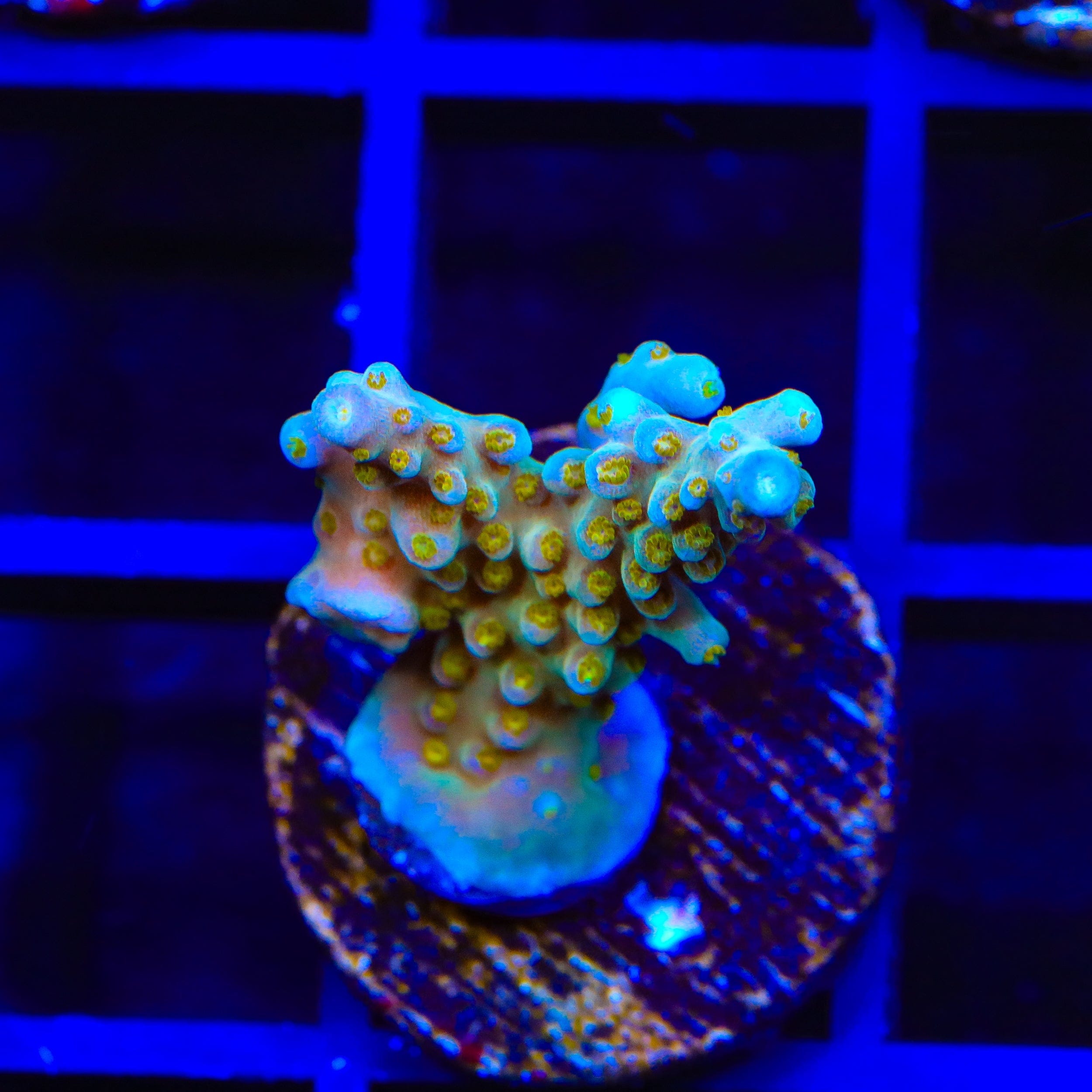 TSA Goliath Acropora Coral