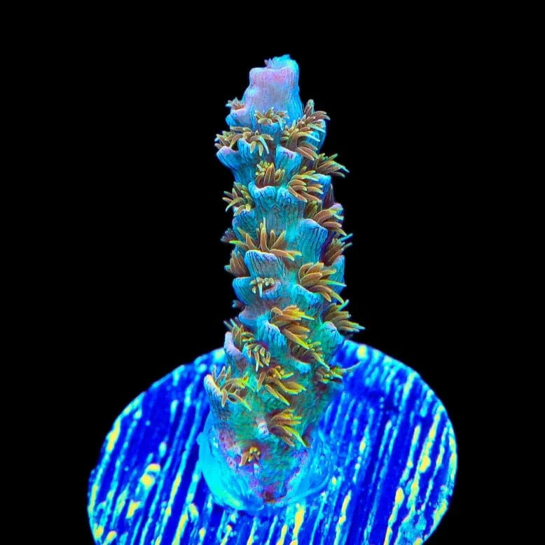 TSA Gorilla Glue Acropora Coral