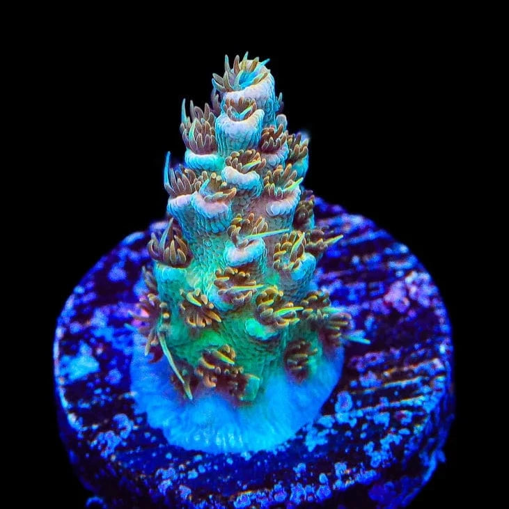 TSA Gorilla Glue Acropora Coral