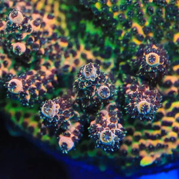 TSA Gorilla Glue Acropora Coral