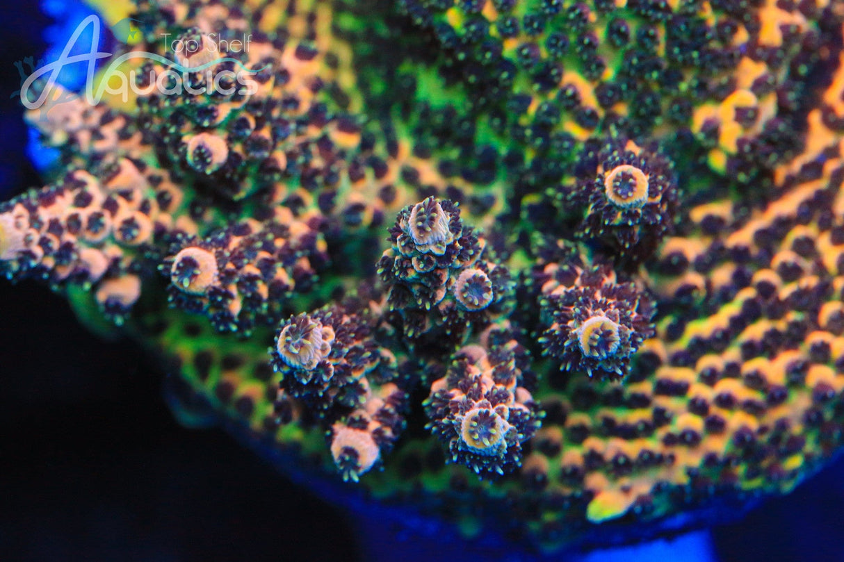 TSA Gorilla Glue Acropora Coral
