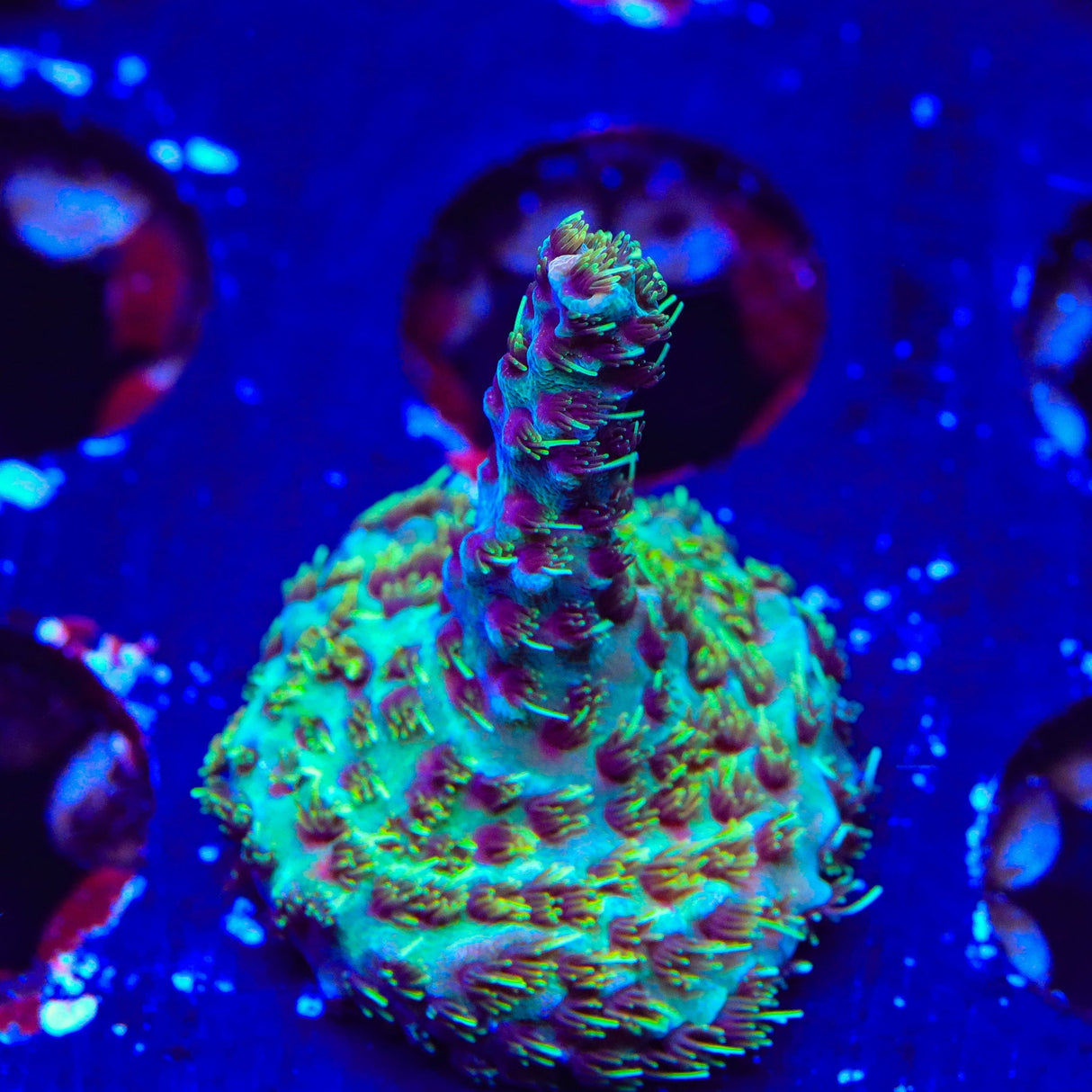 TSA Gorilla Glue Acropora Coral
